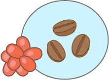 コーヒーの実イラスト